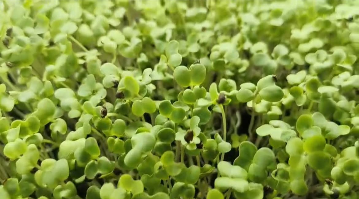 Basil microgreens