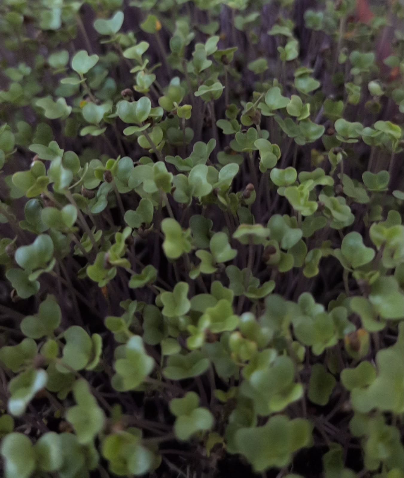 Broccoli microgreens