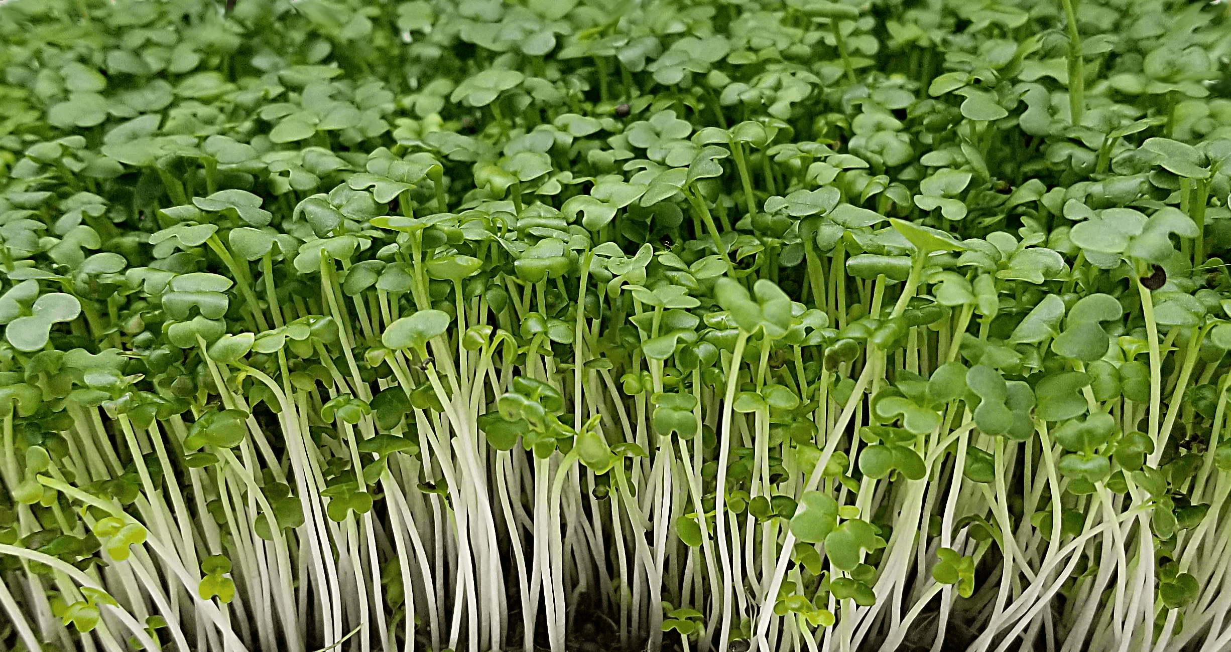 Mustard microgreens